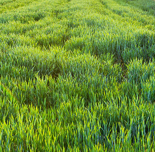 农业新的绿色小麦田农村粮食收成图片
