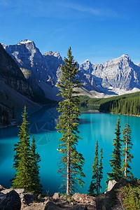 加拿大艾伯塔省班夫公园冰碛湖美丽的早晨森林云杉蓝色的图片
