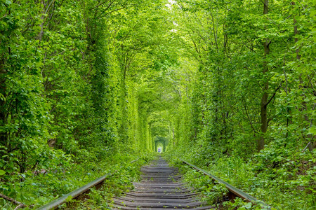 叶子浪漫的乌克兰单轨铁路穿过密的森林厚岩穿越绿色铁路隧道自然图片