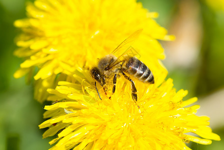 植物学蜜蜂在黄色花朵上收集蜜一种昆虫图片