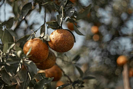 成熟鲜橙挂在树枝上橘子园成熟鲜橙挂在树枝上果园农场柑橘图片