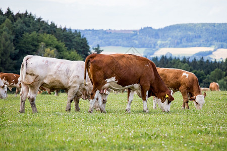 草地上吃草的牛群图片