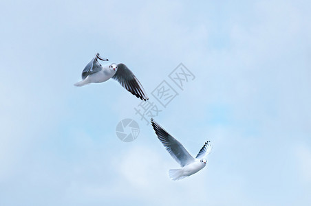 海鸥在飞翔鸟展开翅膀鸥在飞翔行旅美丽的图片