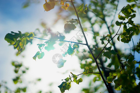 商品阳光背景下的树枝高清阳光背景下的树枝森林木头图片
