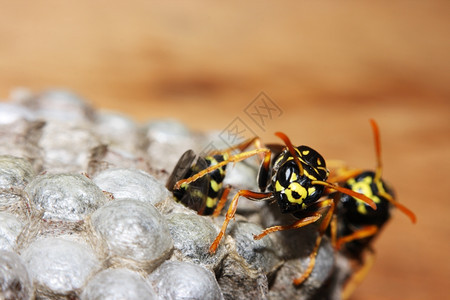 刺大黄蜂天墙上的植物巨型Hymenoptera图片
