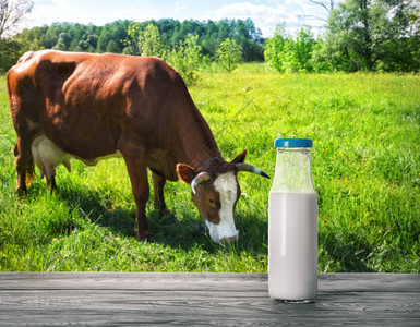 玻璃含有奶和牛的木制桌背景中含奶和棕牛的彩制餐桌天然产品和健康食的概念自然钙图片