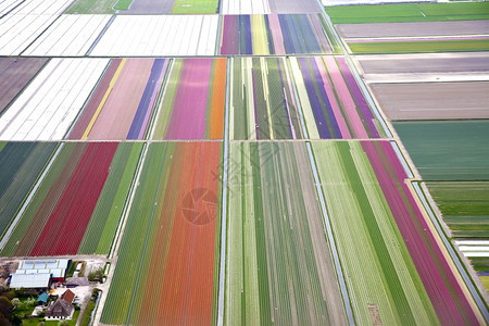 上方多彩的dutch花朵田植物的农图片