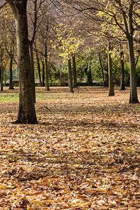 公园秋树上黄色叶子的地毯颜色外部枫图片