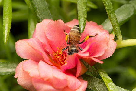 蜜蜂寻找花在朵绽放中寻找蜜刺荒野翅膀图片