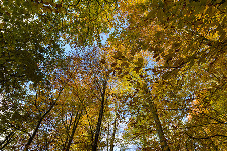秋季的落叶和美景图片