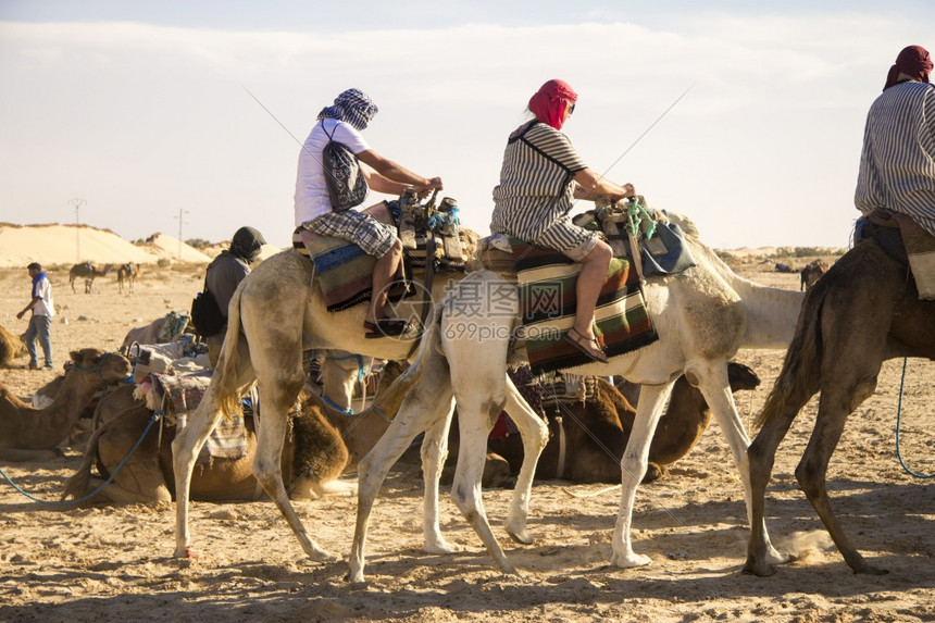 休息十月夏天在撒哈拉沙漠滩上行走的沿海骆驼上乘车旅游者群体突尼斯北非2018年月3日图片