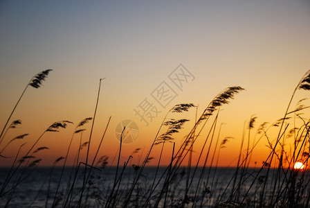 库尔曼瑞典波罗的海夕阳下芦苇图片