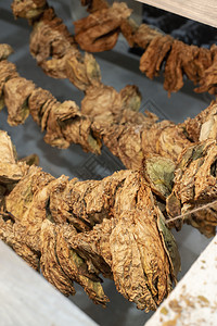 树叶植物烟干枯用一根绳子勾上木林衣架以烘干烟草加工的常规方式尼古丁图片