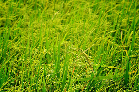 收获农业可供割的稻米作物草地图片