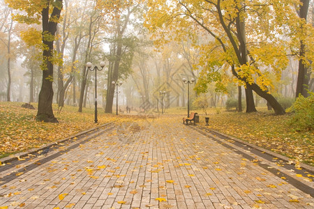 秋季风景秋季的落叶和美景背景