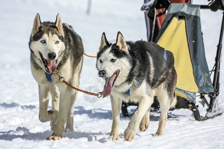 自然冬天赛速中的两只雪橇狗瑞士摩斯美丽背景图片