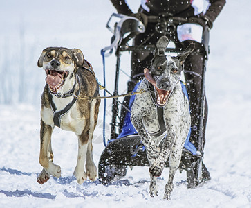 种族赛速中的两只雪橇狗瑞士摩斯苔藓动物图片
