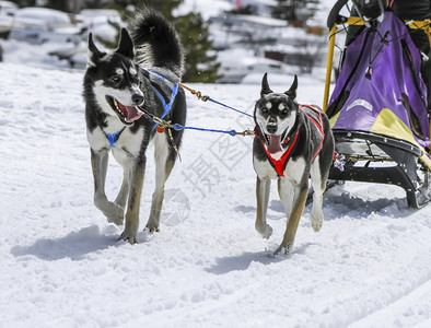 宠物种族赛速中的两只雪橇狗瑞士摩斯赛车图片