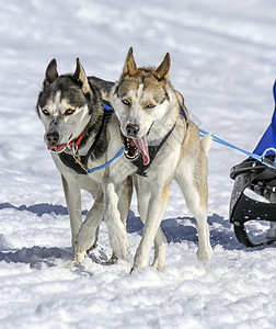 赛车白色的蓝赛速中两只雪橇狗瑞士摩斯背景图片