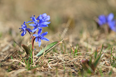 双叶荒野紫色的春花香辣双folelia特首户外图片