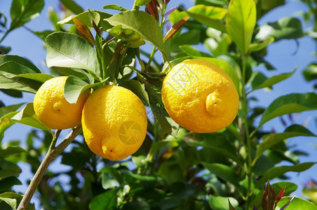 葡萄牙南部的树上柠檬农业新鲜食物图片