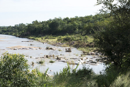 非洲南部Kruger公园大象河绿色生态旅游水图片