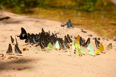 林中池塘周围的一群蝴蝶草黄色的自然图片