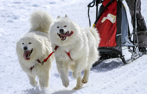 苔藓动物赛速中的两只小马雪橇狗瑞士摩斯犬类图片