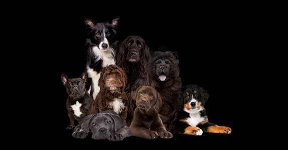 小狗我是8只被隔离在黑色背景上看着摄像机8只狗被隔离在黑色背景上团结图片