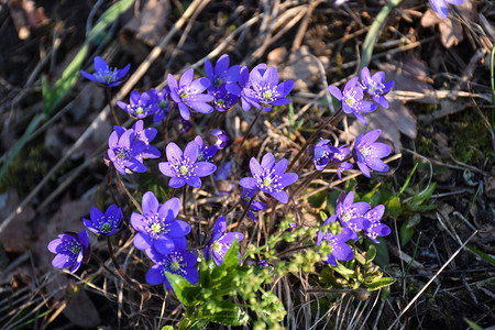绽放肝叶美丽的春季标志加上鲜花的蓝葵春天图片