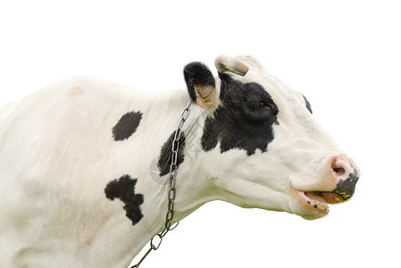 奇特的黑牛跟一个在白色背景上被隔离在农场动物身上的牛口罩里人说话一头年轻的呻吟牛关闭肖像有趣一种疯狂图片