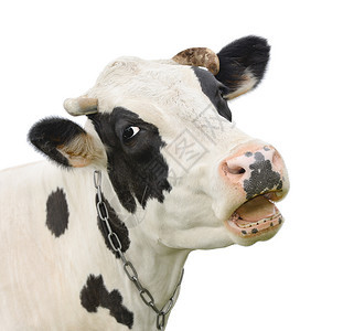 某人疯狂的奇特黑牛跟一个在白色背景上被隔离在农场动物身上的牛口罩里人说话一头年轻的呻吟牛关闭肖像国内图片