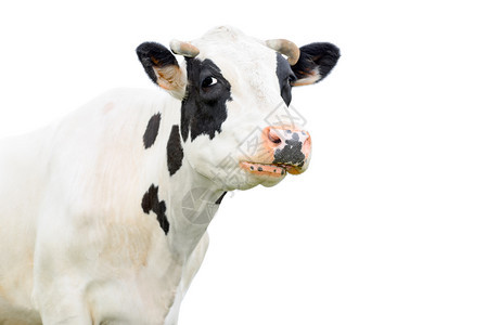白色的疯狂好奇特黑牛跟一个在白色背景上被隔离在农场动物身上的牛口罩里人说话一头年轻的呻吟牛关闭肖像图片