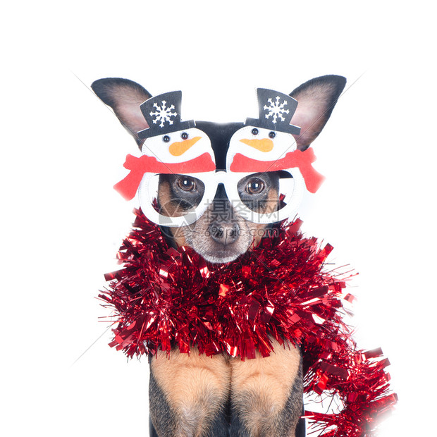 穿着有趣的新年树皮眼镜狗肖像孤立在白色圣诞主题新年雪人梗犬的图片