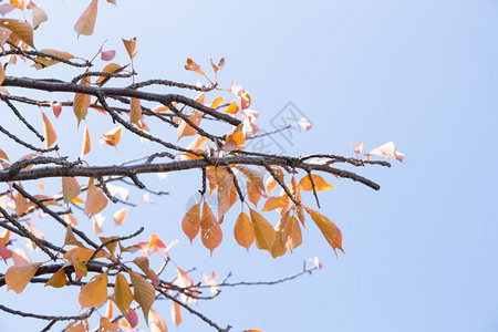 旅行春天的颜色变化年底日本树将改变颜色在年末日本树将改变颜色秋天结尾图片