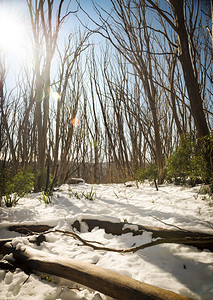 树木湖周六阳光明媚的一天澳洲雪地上有覆盖的裸树图片