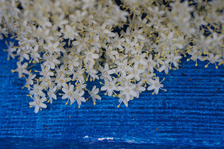 叶子白色的蓝漆木头上香布哥花朵蓝漆的木本底香布哥花朵紧贴上衬套图片