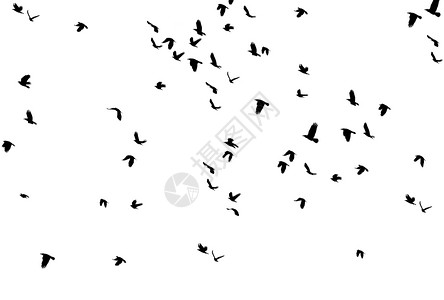 乌鸦飞过喜怒无常一群鸟聚集在云端的天空中仿佛在一片恐怖的电影AA一连串迁徙鸟群的白背景A上隔绝的空中飞鸟黑色轮回声带翅膀诺维科夫设计图片