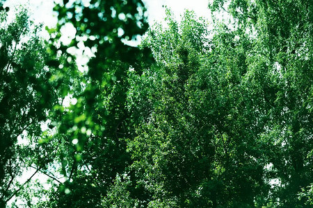 游客水平绿色树枝背景水平绿色树枝背景高清墙纸公园图片