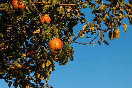 景观在背的红苹果分支中蓝色天上提取苹果生态闪耀图片