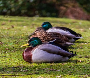 经过三只鸭子排成一坐在草地上春初纽卡斯尔莱塞公园的池塘旁王国新城堡图片