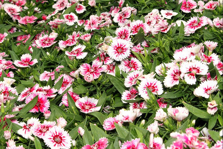Flora明亮粉红和白花显示图片自然完美的新鲜图片