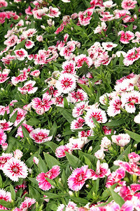 自然Flora明亮粉红和白花显示图片美丽的树叶图片
