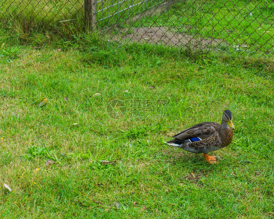 野生多色鸭子站在草地上凫步行五颜六色图片