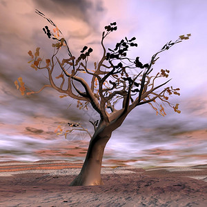 秋季沙漠里孤独的树图片