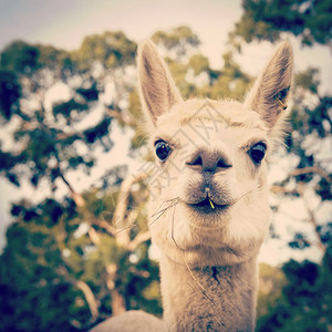 澳洲农场的Alpaca在吃一些草地并带有Instagram风格过滤效应门户14羊驼毛图片