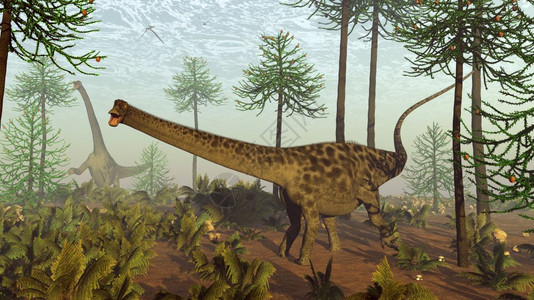 Diplodocus恐龙白天在阿拉乌卡里亚树丛中行走3D将迪普洛多托斯恐龙变成亚劳卡里树中的3D放牧使成为野生动物图片
