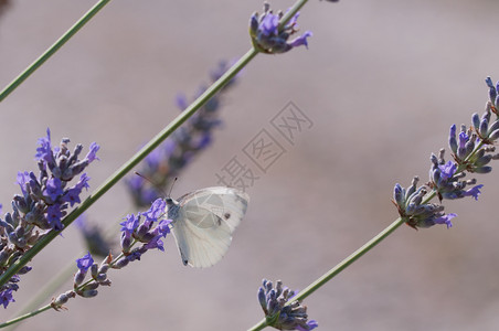 翅膀绿色蝴蝶在花朵上收集蜜在朵上收集蜜颜色图片