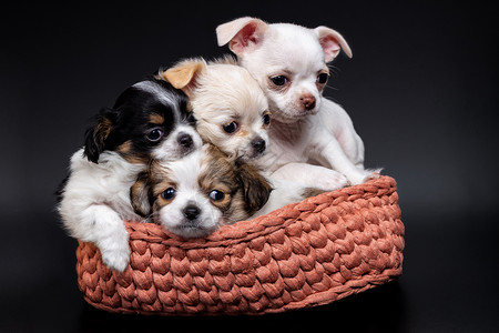 篮子里的四只吉娃娃小狗图片