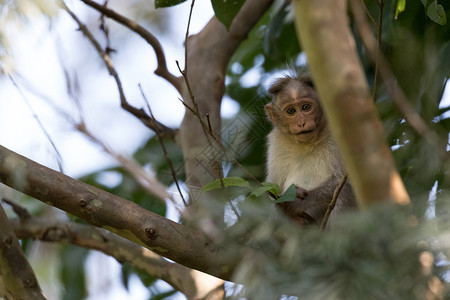 哺乳动物丛林脊椎印度喀拉邦奈特马卡克BonnetMacaqueMacaca图片